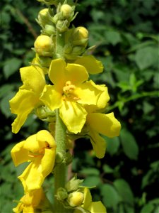 Kleinblütige Königskerze (Verbascum thapsus) am Hockenheimer Baggersee in der Schwetzinger Hardt
