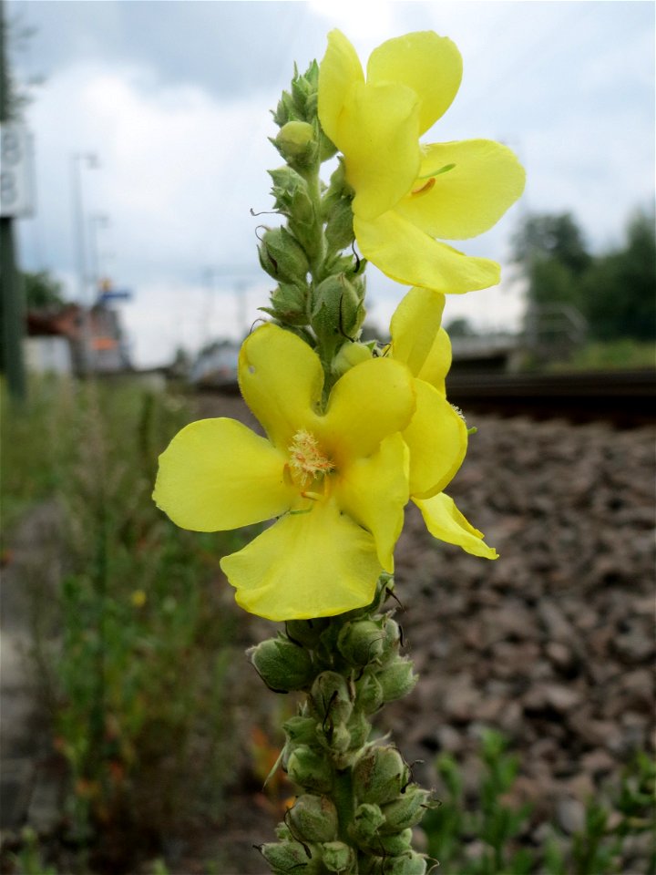 Kleinblütige Königskerze (Verbascum thapsus) am Bahnhof Bruchmühlbach-Miesau
