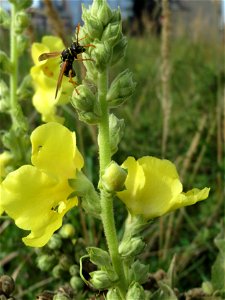 Kleinblütige Königskerze (Verbascum thapsus) in Hockenheim-Talhaus