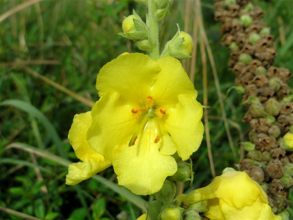 Typische Ruderal-Vegetation: Kleinblütige Königskerze (Verbascum thapsus) in Hockenheim-Talhaus