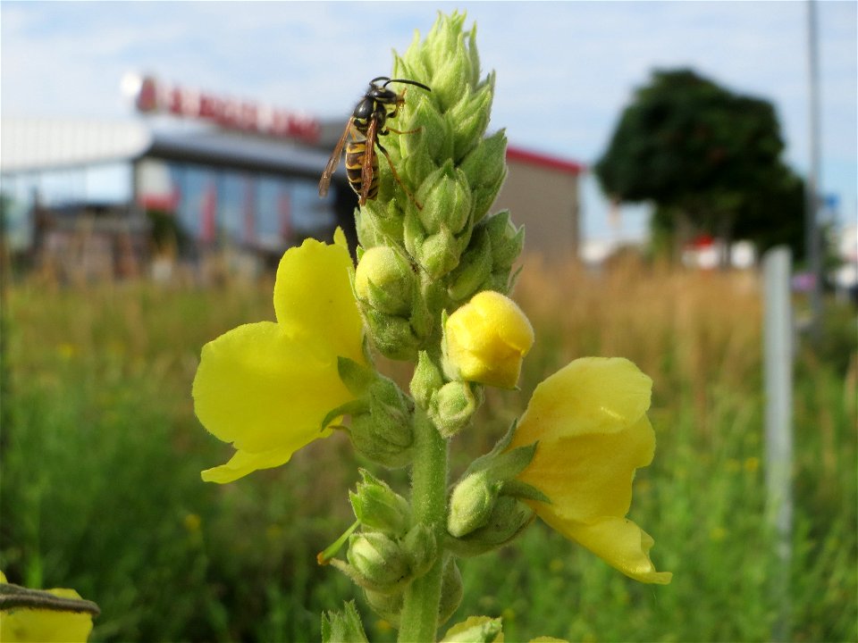 Typische Ruderal-Vegetation: Kleinblütige Königskerze (Verbascum thapsus) in Hockenheim-Talhaus