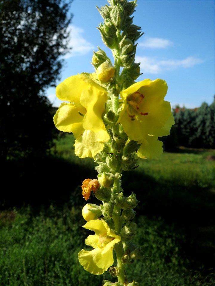 Kleinblütige Königskerze (Verbascum thapsus) in Schwetzingen