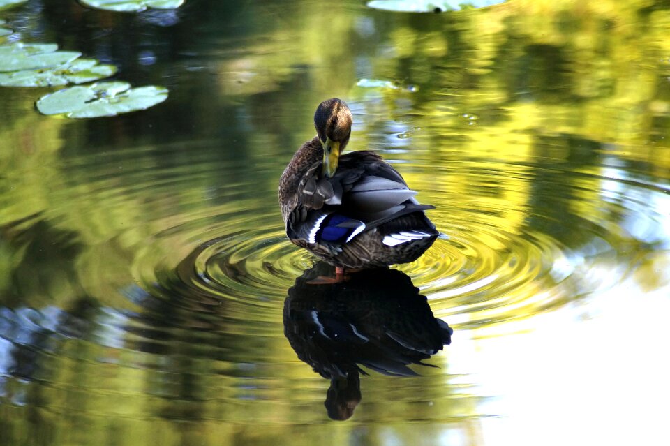 Water bird pond