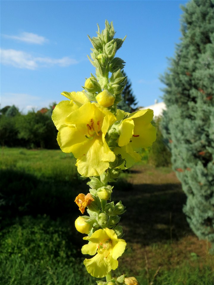 Kleinblütige Königskerze (Verbascum thapsus) in Schwetzingen