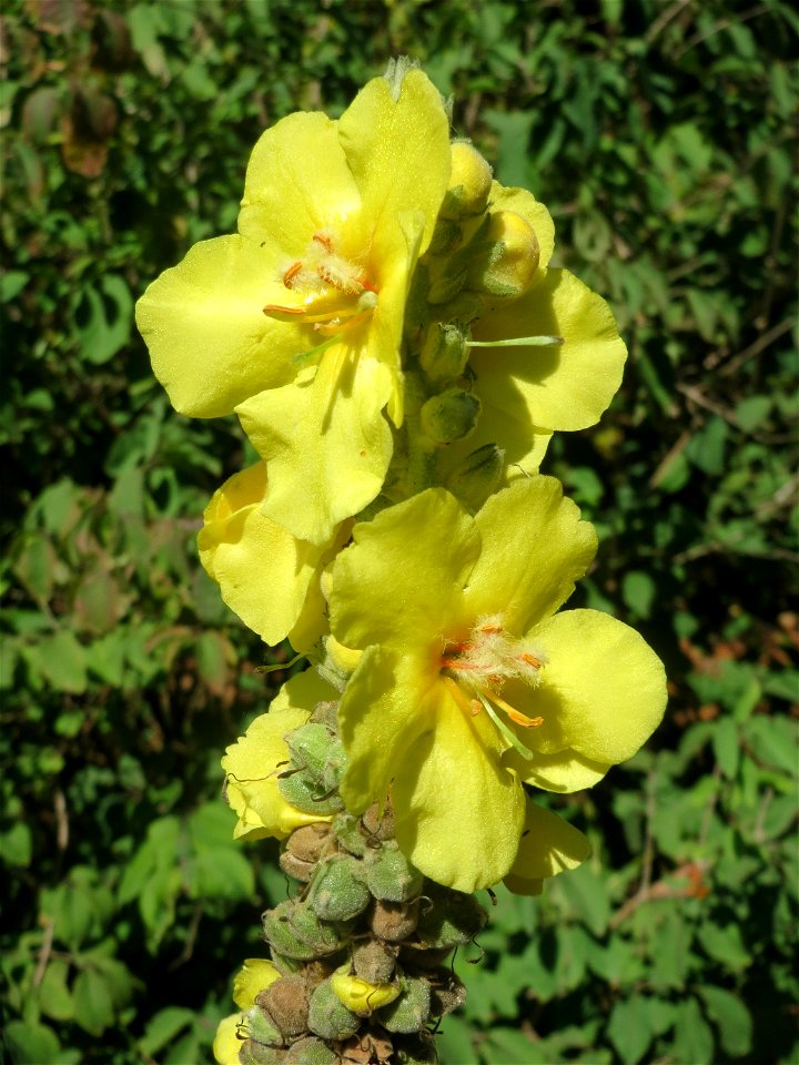 Kleinblütige Königskerze (Verbascum thapsus) am Hockenheimer Baggersee in der Schwetzinger Hardt - im Wald eher seltener gegenüber Verbascum lychnitis oder Verbascum nigrum