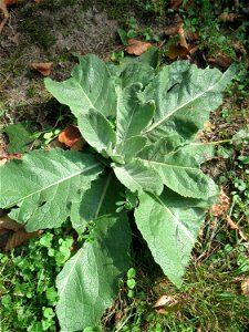 Grundblätter der Kleinblütigen Königskerze (Verbascum thapsus) in der Schwetzinger Hardt