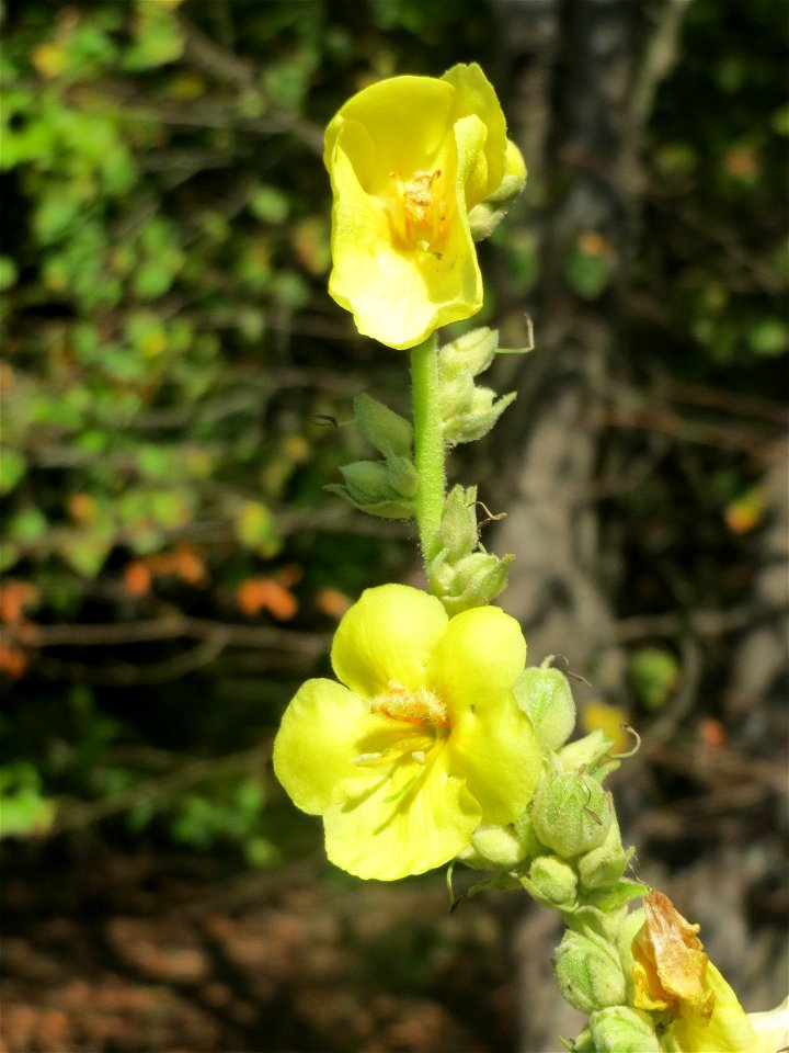 Kleinblütige Königskerze (Verbascum thapsus) am Hockenheimer Baggersee in der Schwetzinger Hardt - im Wald eher seltener gegenüber Verbascum lychnitis oder Verbascum nigrum