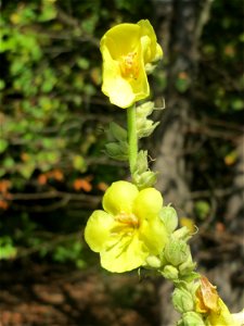 Kleinblütige Königskerze (Verbascum thapsus) am Hockenheimer Baggersee in der Schwetzinger Hardt - im Wald eher seltener gegenüber Verbascum lychnitis oder Verbascum nigrum