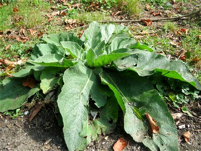 Grundblätter der Kleinblütigen Königskerze (Verbascum thapsus) in der Schwetzinger Hardt