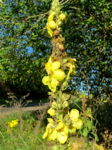 Kleinblütige Königskerze (Verbascum thapsus) an der Deponie Hockenheim am Rand vom Hockenheimer Rheinbogen