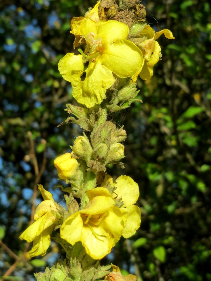 Kleinblütige Königskerze (Verbascum thapsus) an der Deponie Hockenheim am Rand vom Hockenheimer Rheinbogen