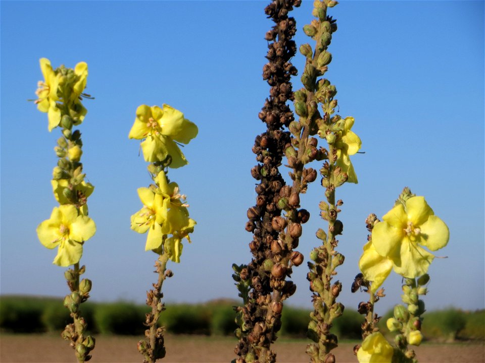 Kleinblütige Königskerze (Verbascum thapsus) bei Neulußheim