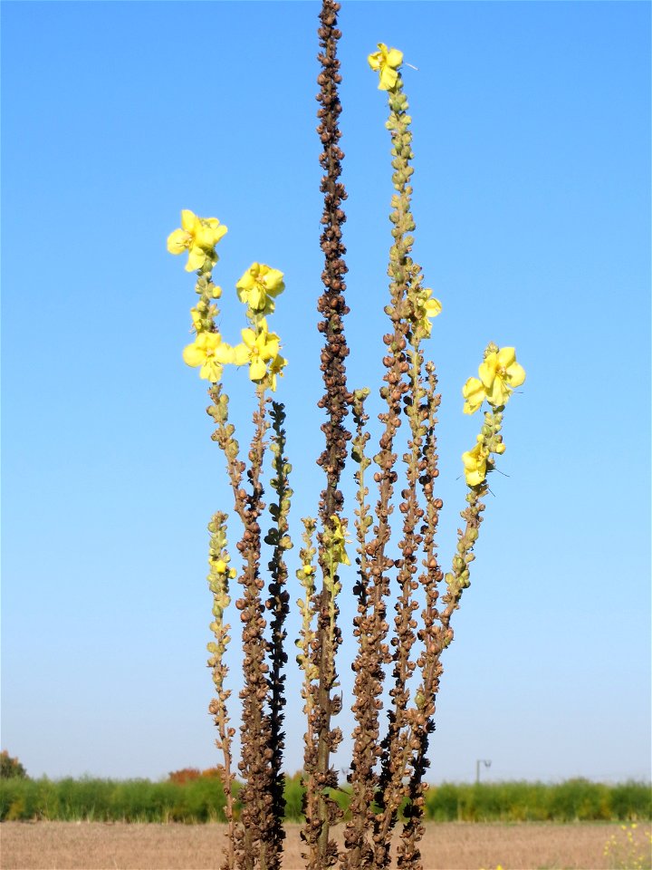 Kleinblütige Königskerze (Verbascum thapsus) bei Neulußheim