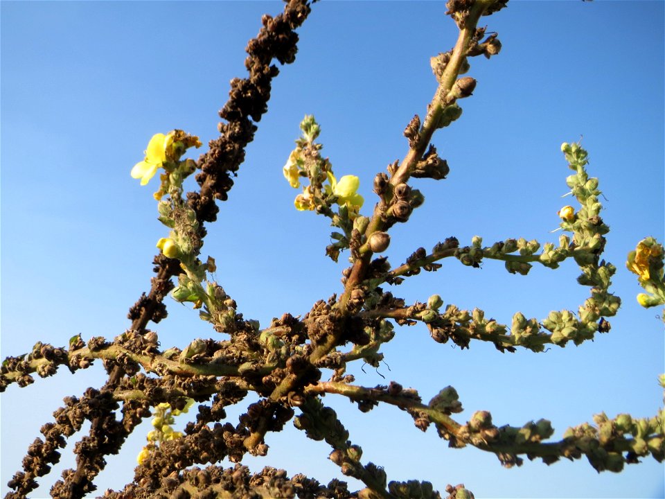 Kleinblütige Königskerze (Verbascum thapsus) am Hochwasserrückhaltebecken im Naturschutzgebiet „Bachwiesen/Leopoldswiesen“ im Hockenheimer Rheinbogen