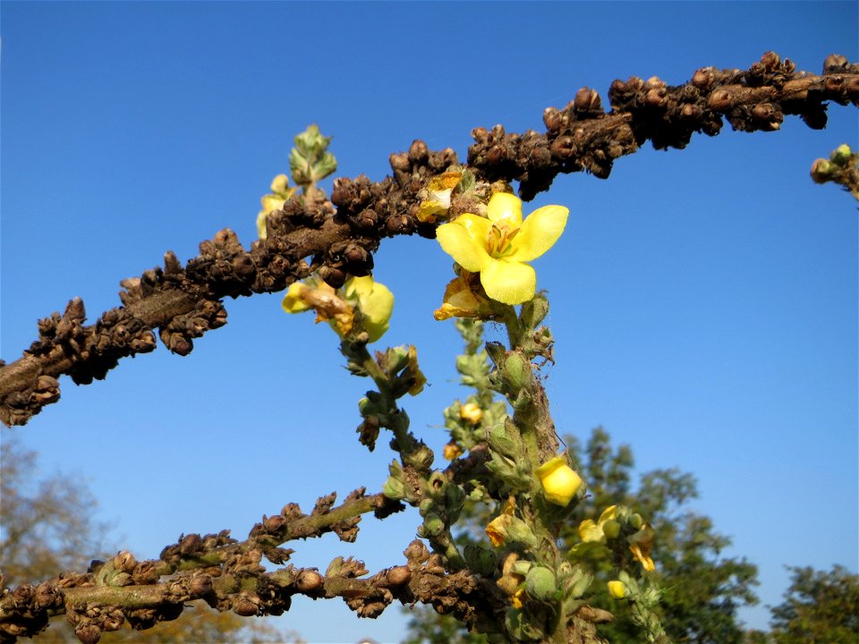 Kleinblütige Königskerze (Verbascum thapsus) am Hochwasserrückhaltebecken im Naturschutzgebiet „Bachwiesen/Leopoldswiesen“ im Hockenheimer Rheinbogen