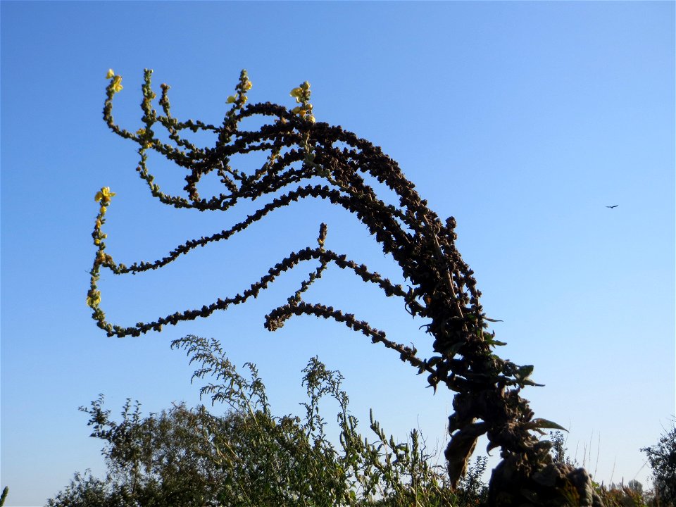 Kleinblütige Königskerze (Verbascum thapsus) am Hochwasserrückhaltebecken im Naturschutzgebiet „Bachwiesen/Leopoldswiesen“ im Hockenheimer Rheinbogen