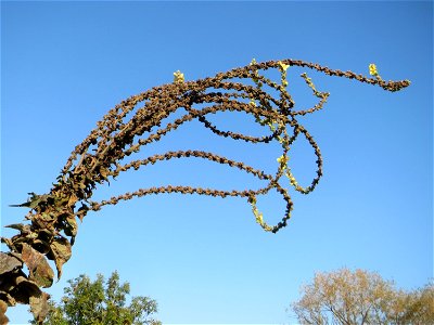 Kleinblütige Königskerze (Verbascum thapsus) am Hochwasserrückhaltebecken im Naturschutzgebiet „Bachwiesen/Leopoldswiesen“ im Hockenheimer Rheinbogen
