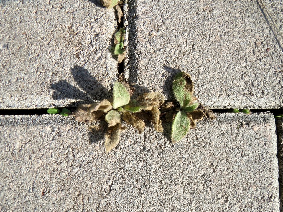 Grundblätter der Kleinblütigen Königskerze (Verbascum thapsus) am Osthafen Saarbrücken