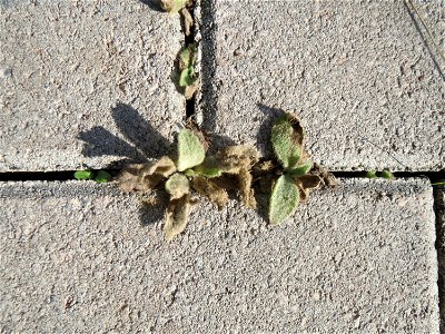 Grundblätter der Kleinblütigen Königskerze (Verbascum thapsus) am Osthafen Saarbrücken