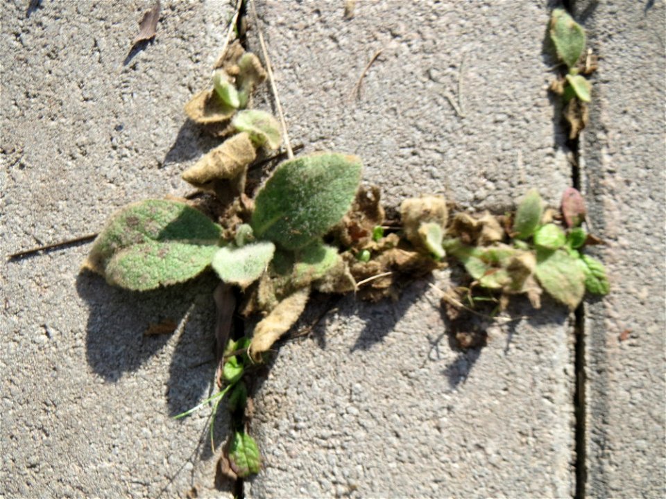 Grundblätter der Kleinblütigen Königskerze (Verbascum thapsus) am Osthafen Saarbrücken