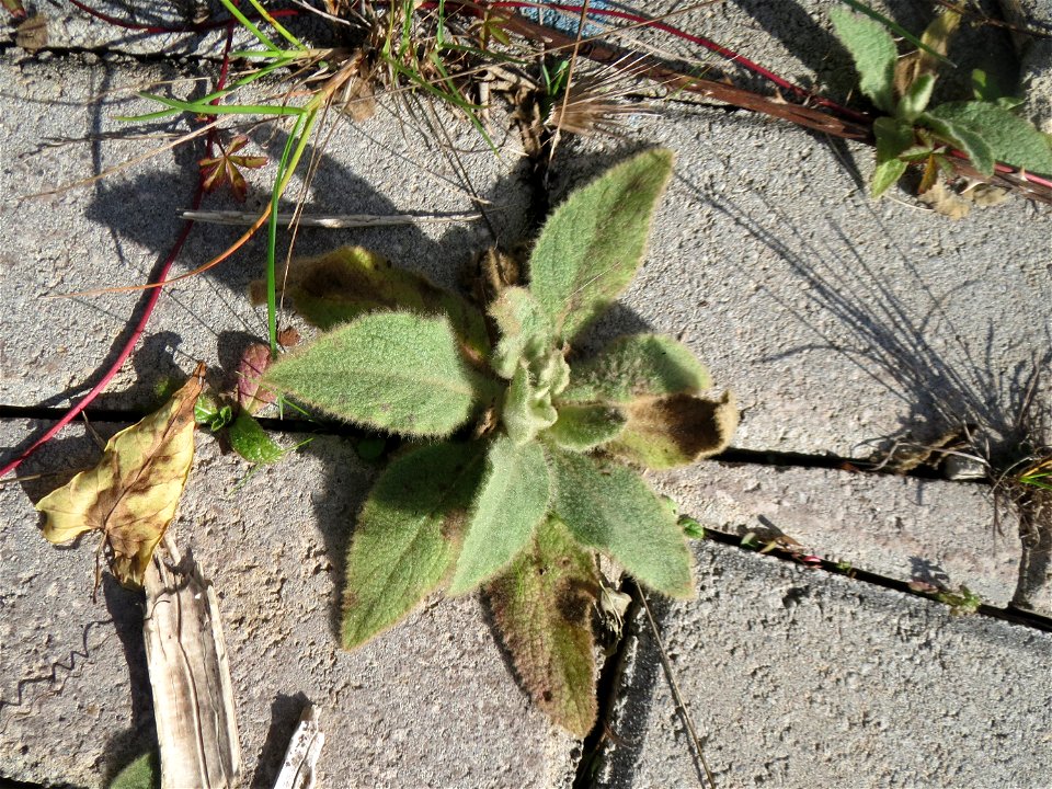Grundblätter der Kleinblütigen Königskerze (Verbascum thapsus) am Osthafen Saarbrücken