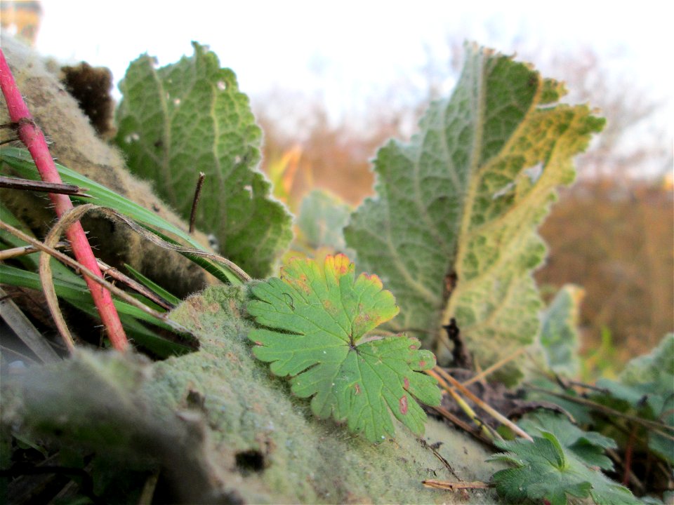 Grundblätter der Kleinblütigen Königskerze (Verbascum thapsus) an der Böschung der A61 bei Hockenheim