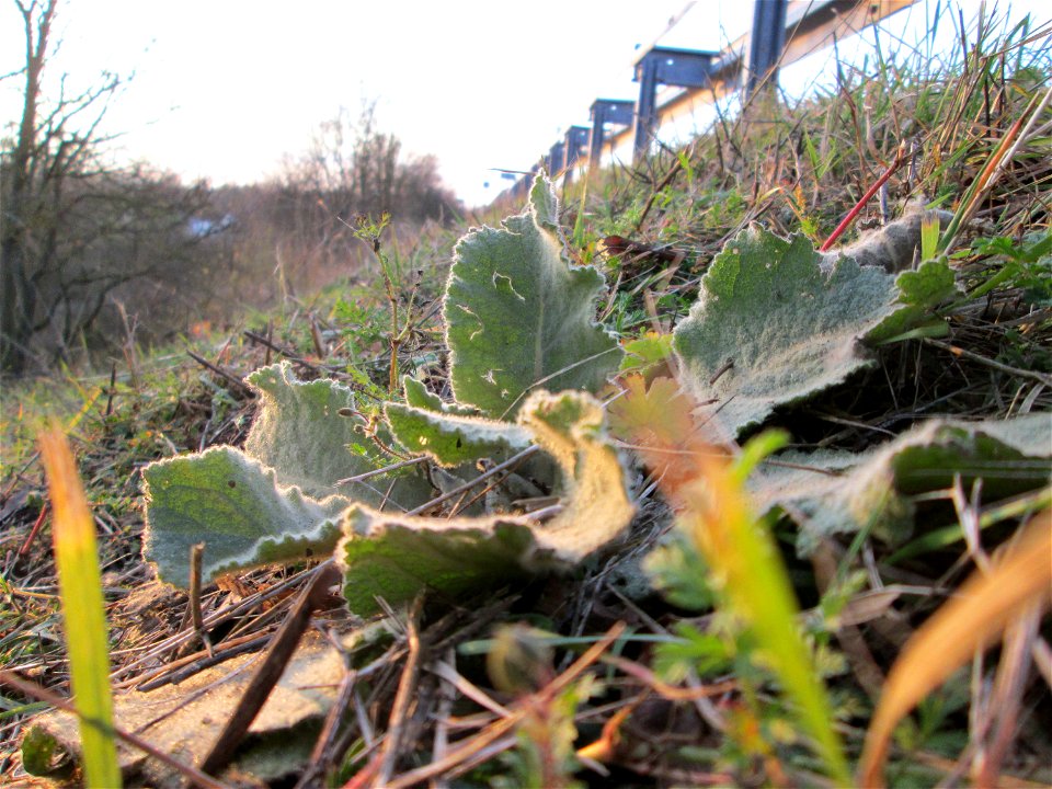 Grundblätter der Kleinblütigen Königskerze (Verbascum thapsus) an der Böschung der A61 bei Hockenheim
