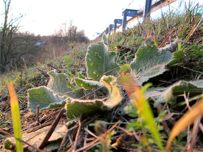 Grundblätter der Kleinblütigen Königskerze (Verbascum thapsus) an der Böschung der A61 bei Hockenheim