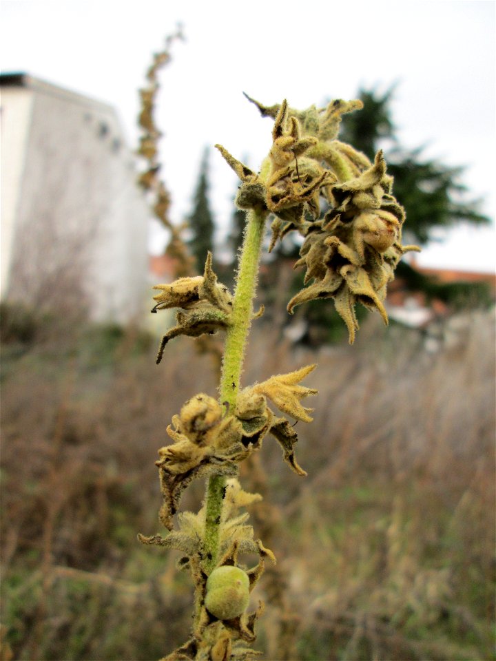 Mumienbotanik: Kleinblütige Königskerze (Verbascum thapsus) auf einer Brachfläche am Messplatz in Hockenheim