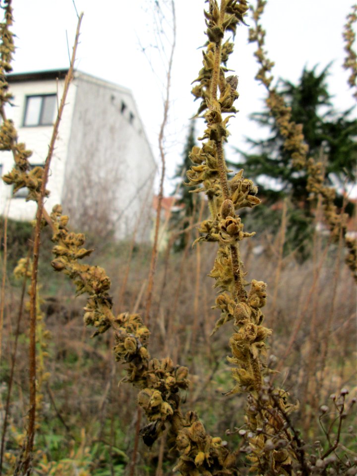 Mumienbotanik: Kleinblütige Königskerze (Verbascum thapsus) auf einer Brachfläche am Messplatz in Hockenheim - umgeknickt und neu emporgewachsen