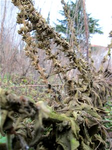 Mumienbotanik: Kleinblütige Königskerze (Verbascum thapsus) auf einer Brachfläche am Messplatz in Hockenheim - umgeknickt und neu emporgewachsen photo