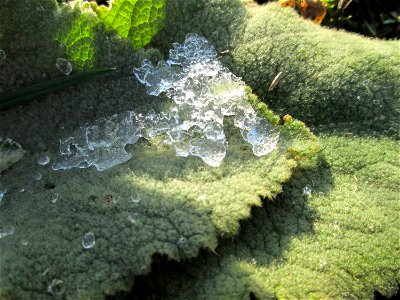 Grundblätter der Kleinblütigen Königskerze (Verbascum thapsus) auf einer Brachfläche am Messplatz in Hockenheim - mit Schnee von gestern