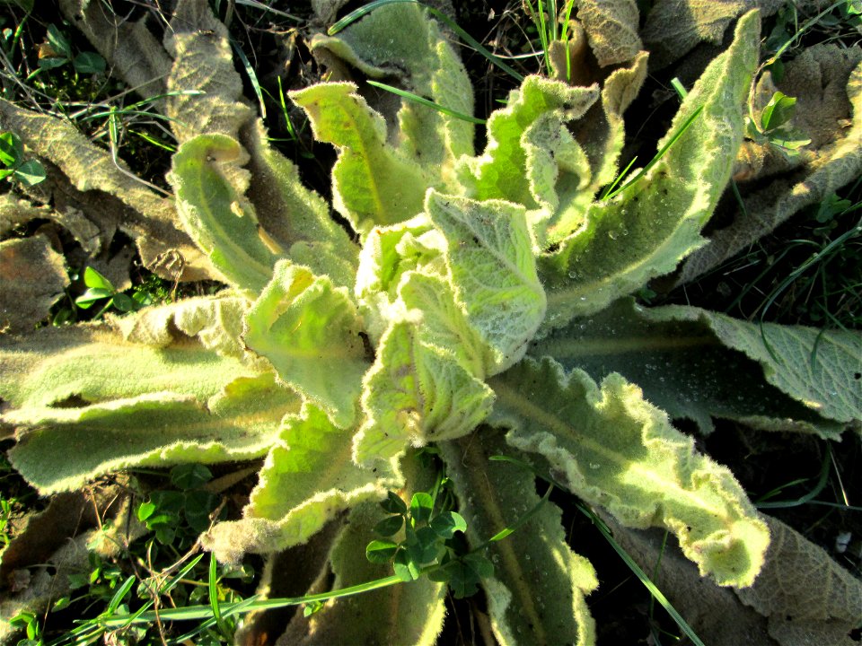 Grundblätter der Kleinblütigen Königskerze (Verbascum thapsus) auf einer Brachfläche am Messplatz in Hockenheim