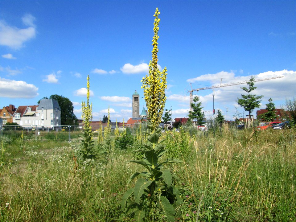 Kleinblütige Königskerze (Verbascum thapsus) auf einer Brachfläche am Messplatz in Hockenheim