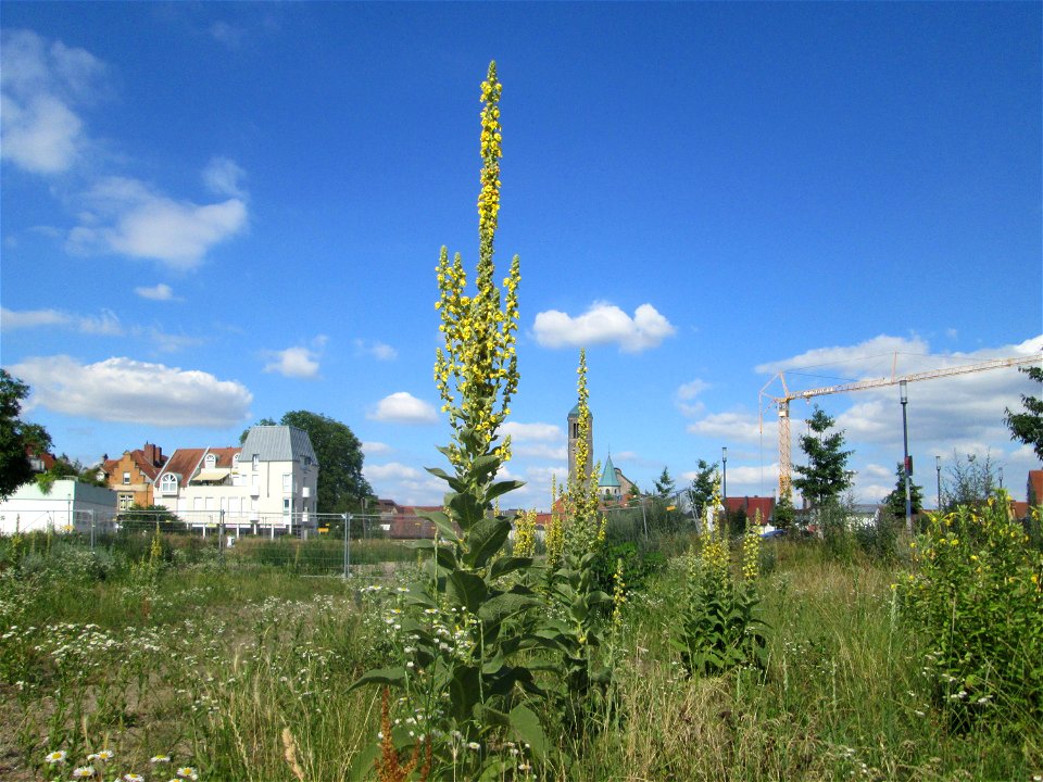 Kleinblütige Königskerze (Verbascum thapsus) auf einer Brachfläche am Messplatz in Hockenheim