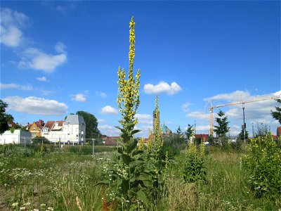 Kleinblütige Königskerze (Verbascum thapsus) auf einer Brachfläche am Messplatz in Hockenheim photo