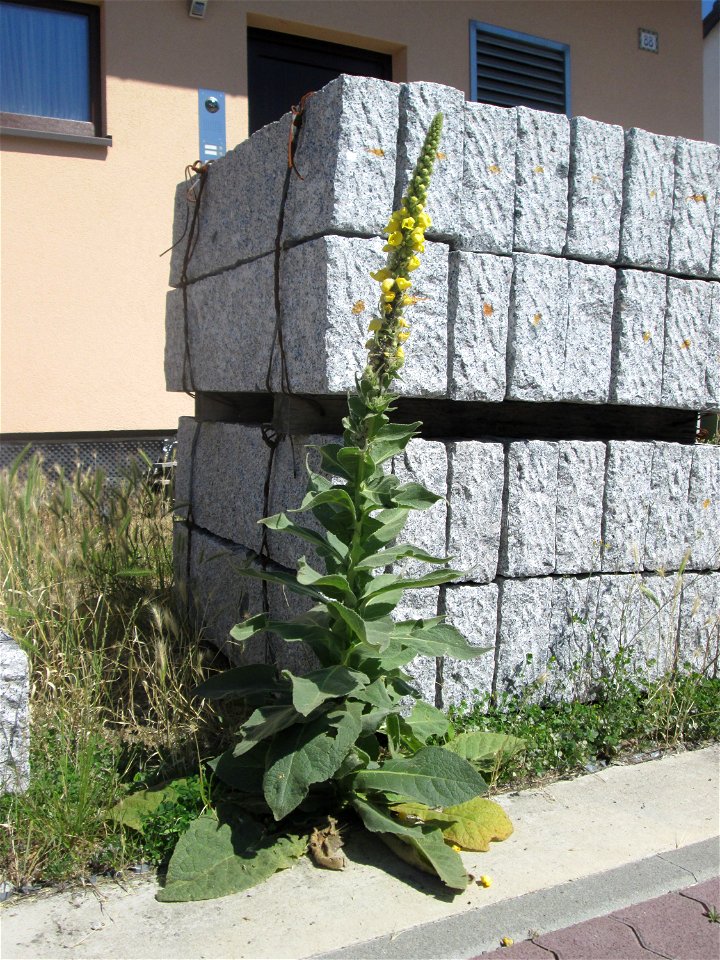 Kleinblütige Königskerze (Verbascum thapsus) auf einer Baustelle in Hockenheim