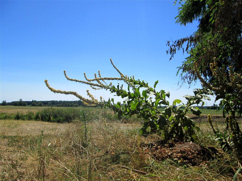 Königskerze (Verbascum thapsus) im Landschaftsschutzgebiet „Hockenheimer Rheinbogen“