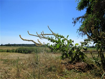 Königskerze (Verbascum thapsus) im Landschaftsschutzgebiet „Hockenheimer Rheinbogen“