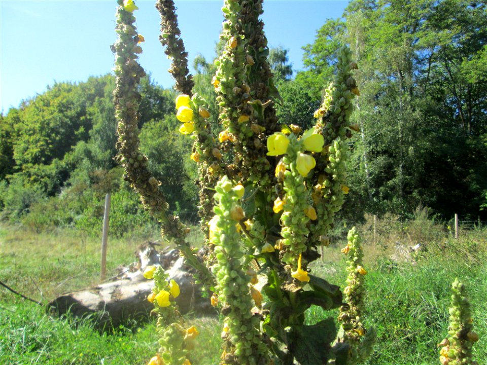 Kleinblütige Königskerze (Verbascum thapsus) im Almet in Sankt Arnual