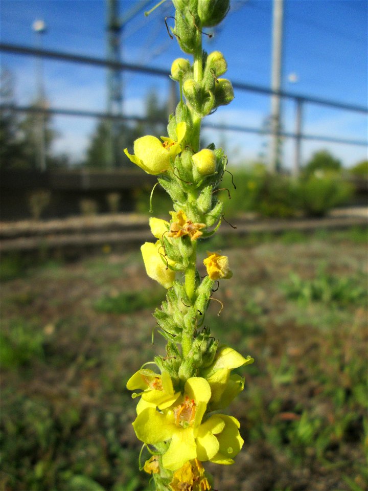Kleinblütige Königskerze (Verbascum thapsus) am Bahnhof Bruchmühlbach-Miesau