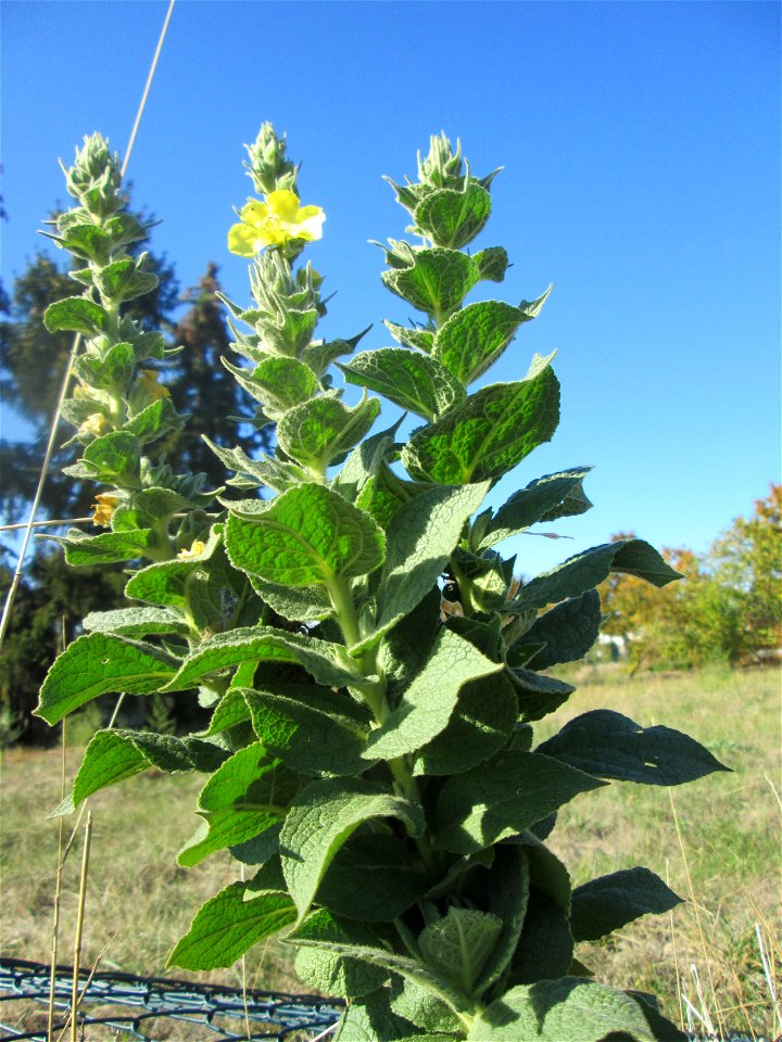 Kleinblütige Königskerze (Verbascum thapsus) in Hockenheim