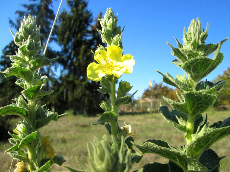 Kleinblütige Königskerze (Verbascum thapsus) in Hockenheim