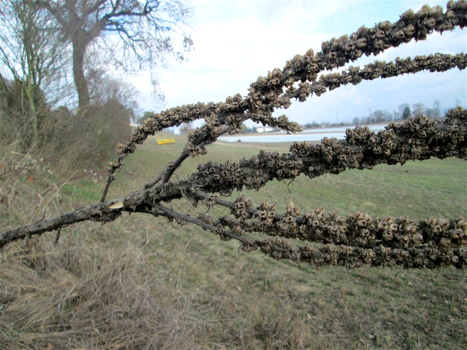Kleinblütige Königskerze (Verbascum thapsus) an der Friedenshöhe im Naturschutzgebiet „Oftersheimer Dünen“