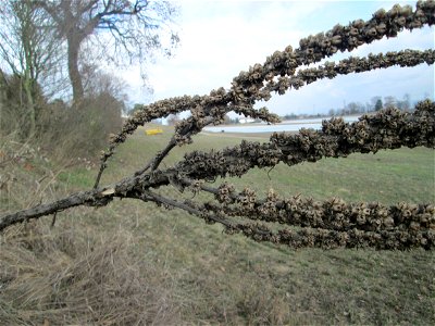 Kleinblütige Königskerze (Verbascum thapsus) an der Friedenshöhe im Naturschutzgebiet „Oftersheimer Dünen“