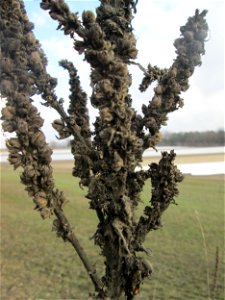 Kleinblütige Königskerze (Verbascum thapsus) an der Friedenshöhe im Naturschutzgebiet „Oftersheimer Dünen“