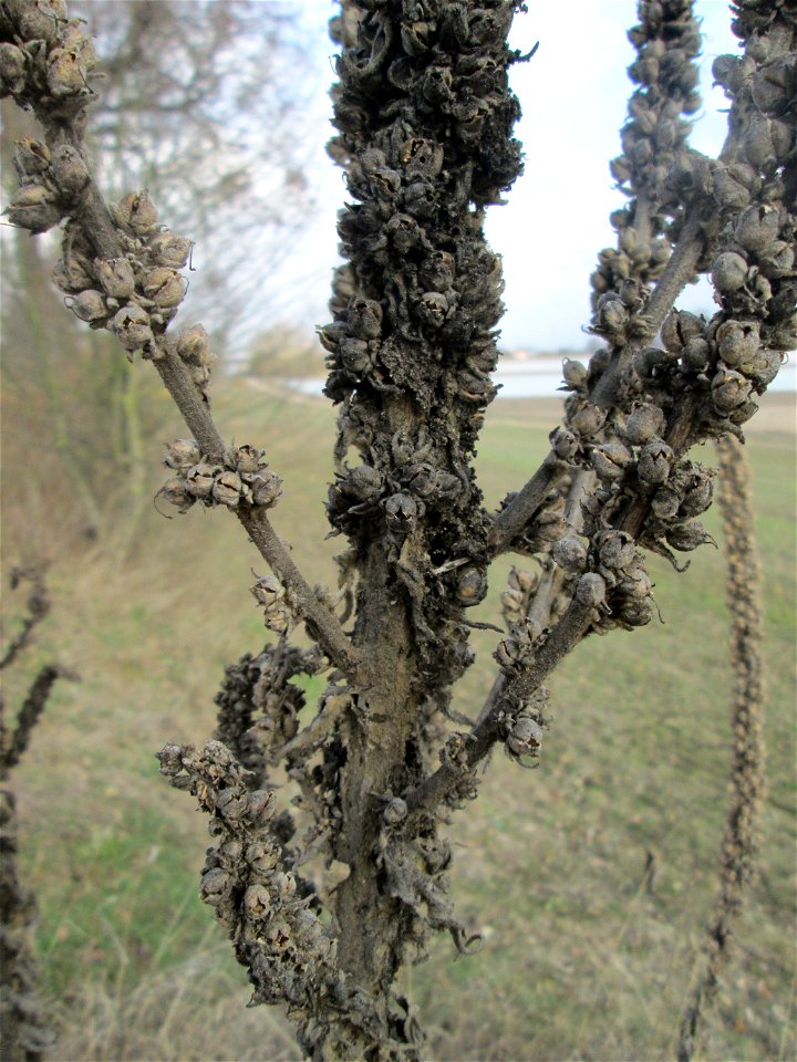 Kleinblütige Königskerze (Verbascum thapsus) an der Friedenshöhe im Naturschutzgebiet „Oftersheimer Dünen“