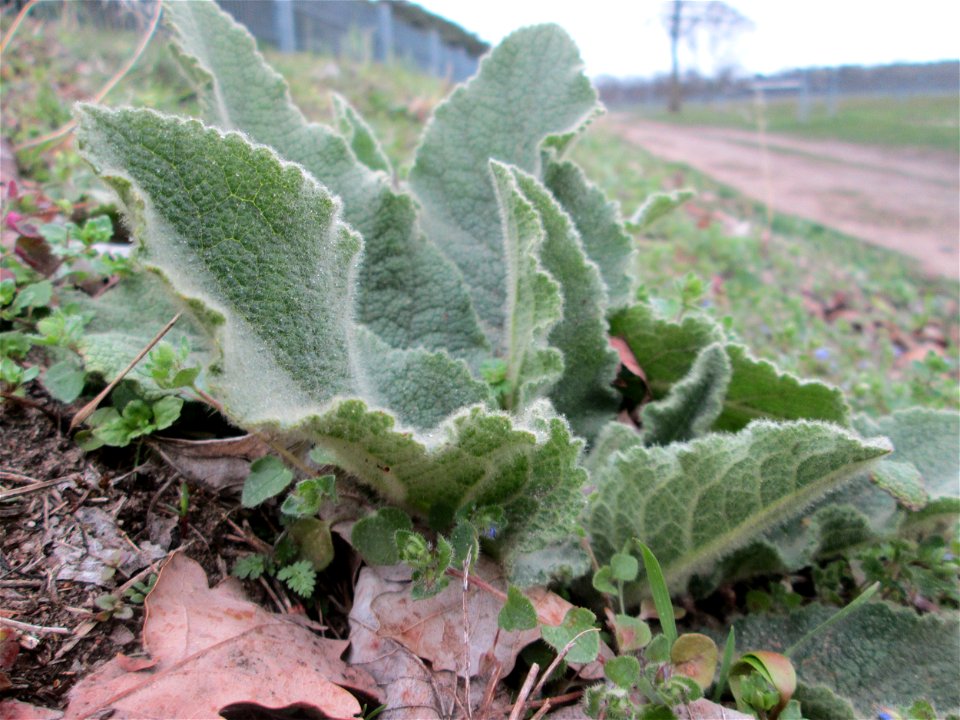 Grundblätter der Kleinblütigen Königskerze (Verbascum thapsus) am Rand einer Parkplatzwiese in Hockenheim