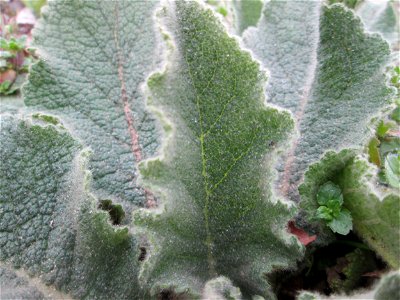 Grundblätter der Kleinblütigen Königskerze (Verbascum thapsus) am Rand einer Parkplatzwiese in Hockenheim