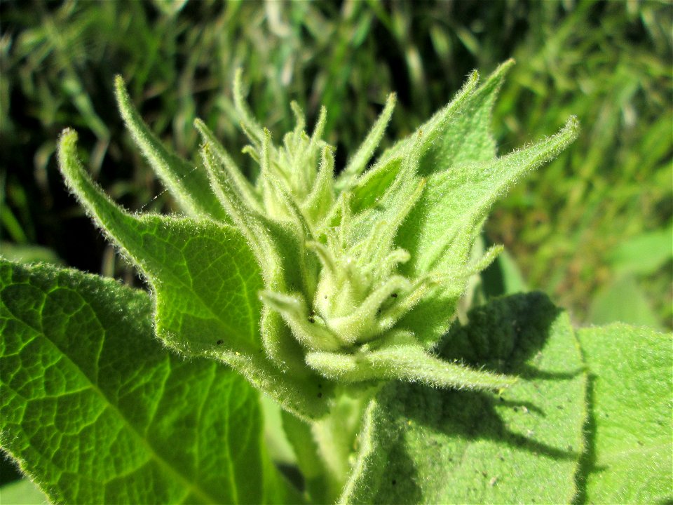 Grundblätter der Kleinblütigen Königskerze (Verbascum thapsus) am Rand einer Parkplatz-Fläche in Hockenheim